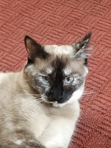 North Shelby County Animal Hospital - Thumbnail