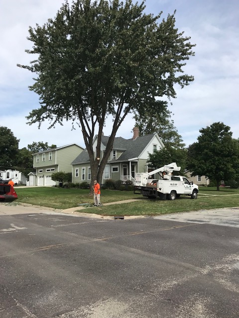 Embark Tree Removal – photo 2 of 3