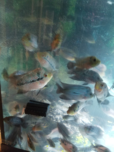 Flowerhorn/mtl/qc - Visual