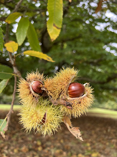 Chestnut Picking - Visual