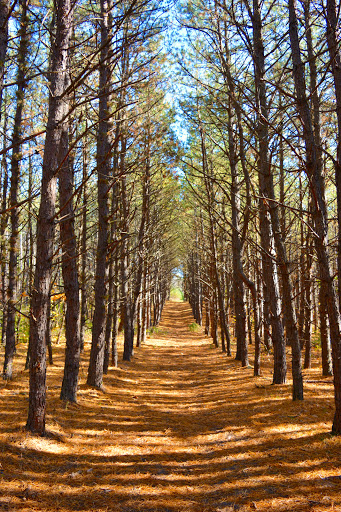 Hall Tract - Thumbnail