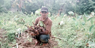 Photos of Kebun Talas Satoimo (Talas Jepang)