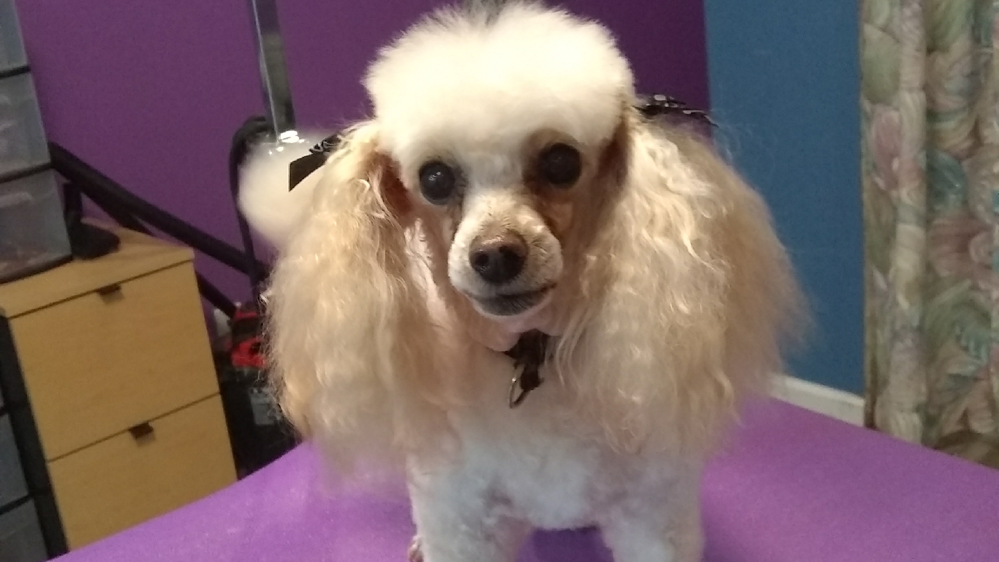 Dogs Paradise Grooming LLC