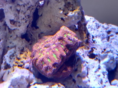 The Reef Gallery