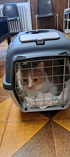 Dott.ssa Cristina Conte Medico Veterinario - Thumbnail