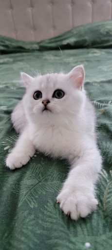 Advanced Cattery - Visual