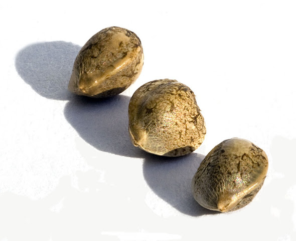 Bajo el Sol Cultivo by null