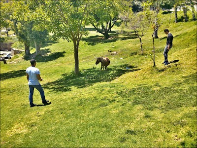 Photos of Tifariti Garden