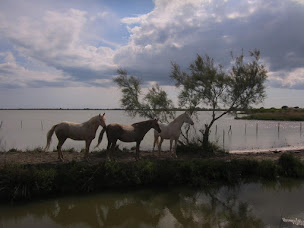 Photo n°22 de CAP RANDO - Voyages à cheval - Randonnées équestres en Provence, en France et à l'étranger à Lauris (Centre de randonnée équestre)