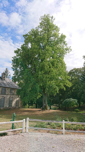 Tulipier De Virginie (arbre remarquable)