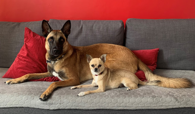 Octa Caninae Education canine