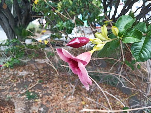 Glorieta Teopanzolco - Thumbnail
