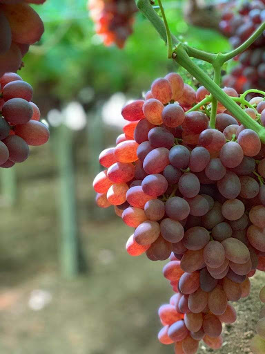 Agripuglia Fruit S.R.L. - Thumbnail