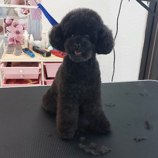 Hundesalon Dragana's Dog Spa - Thumbnail