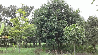 Photos of মাষ্টার আব্দুর রাজ্জাকের আম বাগান