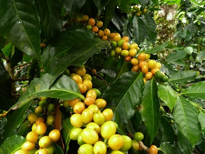 Photos of Finca Villa Laura Coffee & Nature