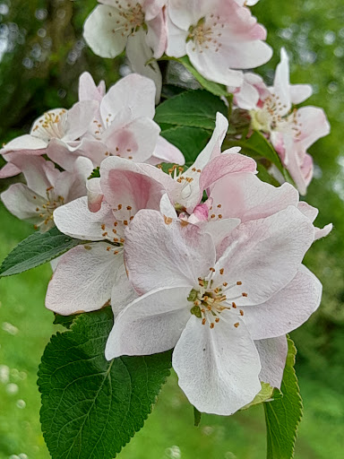 Naturgarten in Ringleben - Visual