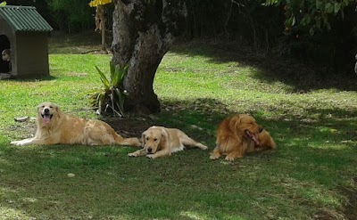 Photos of Premium Pets