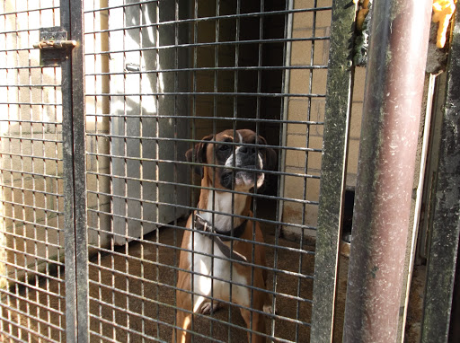 Hotel para perros Residencia Canina Gorriye