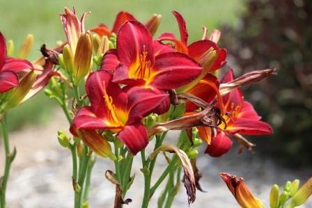 Black Creek Garden & Gift - Thumbnail