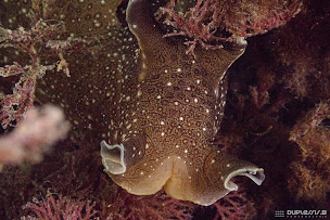 Photo n°6 de Octopus à Perros-Guirec (Club de plongée)