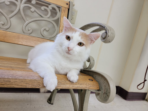 Mt Pleasant Animal Clinic - Thumbnail