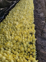 Photo n°4 de Les jardins de la houssiette à La Houssaye-en-Brie (Maraîcher)