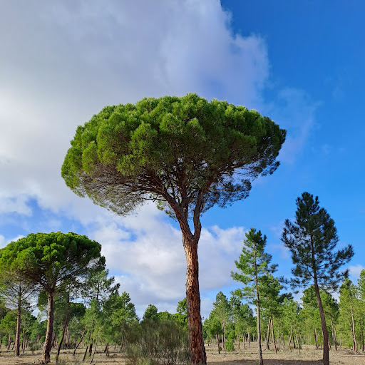 Recordarmiarbol - Visual