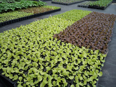 Edulis