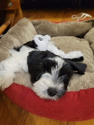 Lake Martin mini schnauzers and toy poodles - Thumbnail