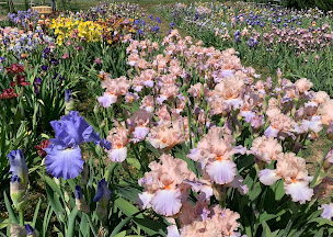 Photo n°30 de L'iriseraie à Kuttolsheim (Jardin)