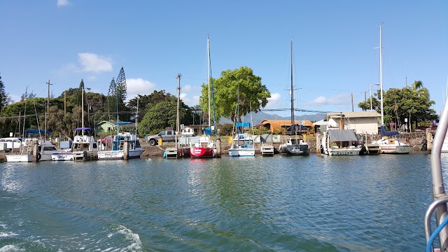 North Shore Shark Adventures
