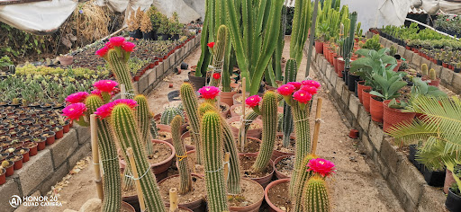 Vivero medina - Thumbnail