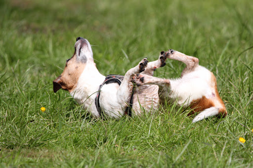 Hampton Lovett Secure Dog Field - Thumbnail
