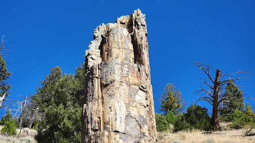 Petrified Tree - Visual