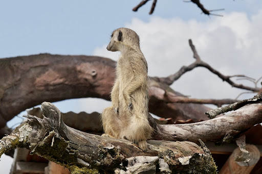 Zoolino - Thumbnail