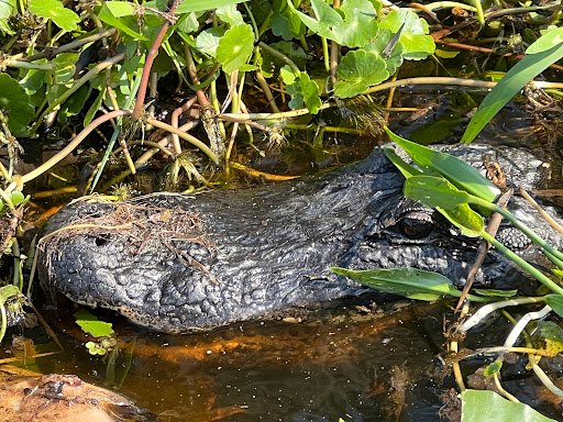Kissimmee Chain of Lakes Area Wildlife Management Area - Drasdo - Thumbnail