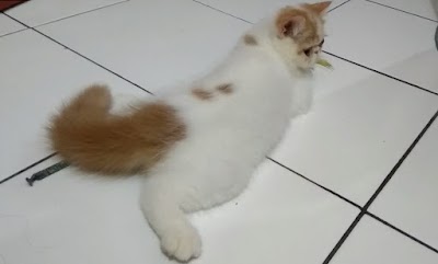 Photos of Bathara Cat House
