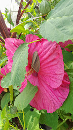 Photo n°28 de JARDINERIE MALVA à Le Teil (Fleuriste)