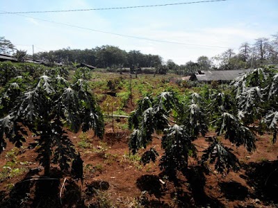 Photos of GW Farm