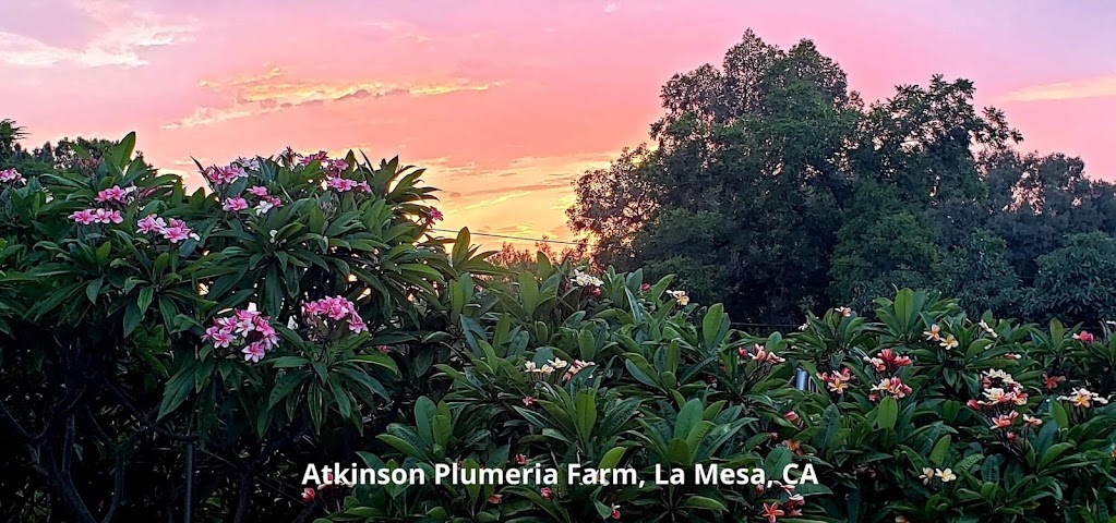 Atkinson Plumeria by null