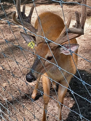 Indian Creek Zoo - Thumbnail