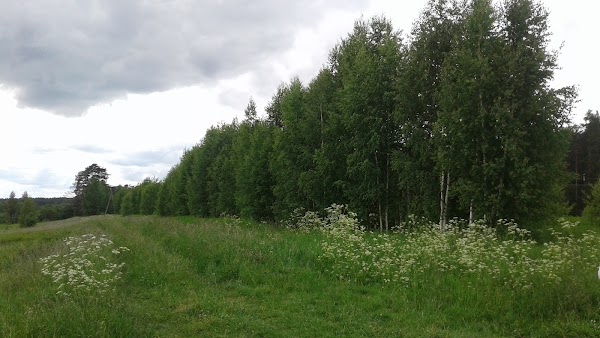 Сено тверская область