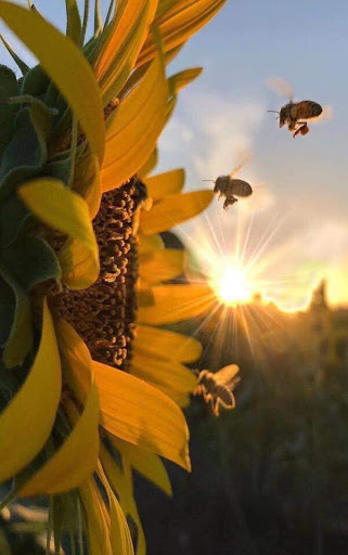 ProGarden Gallery - Italy
