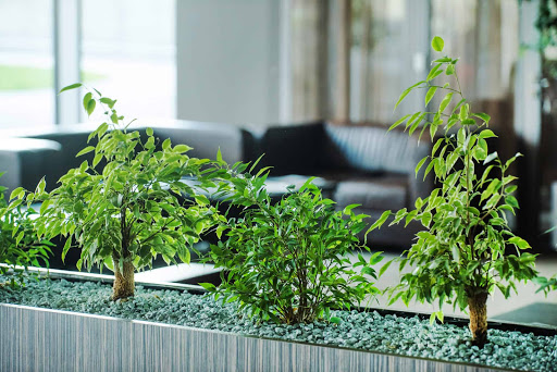 Pielęgnacja roślin | Kwiaty do biura | Rośliny biurowe | Serwis kwiatowy