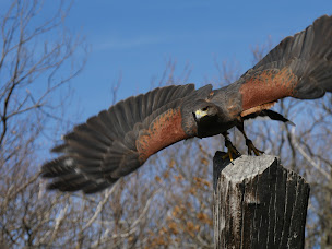 Photo n°14 de Fauconnerie Les Effaroucheurs du Ciel à Villefort (Centre de formation)
