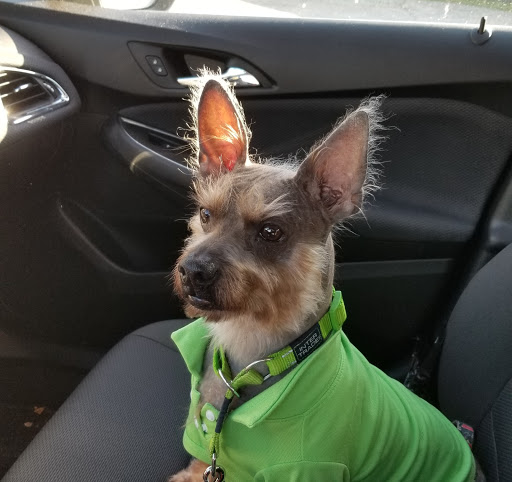 Pet Dentist At Tampa Bay - United States