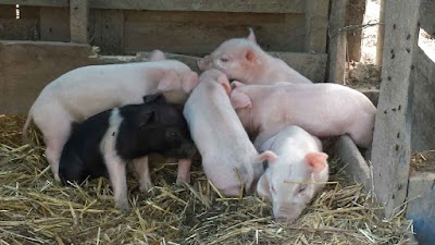 Photos of SEDFORT FARMS
