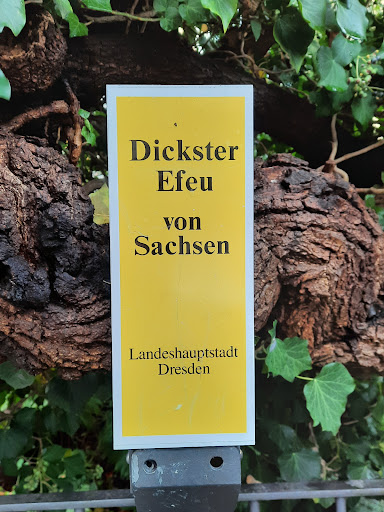 Dickster Efeu von Sachsen - Thumbnail