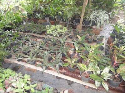Photos of Greenleaf Plant Center